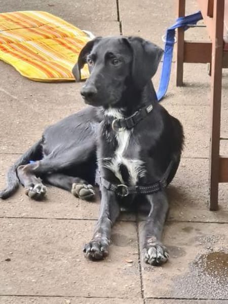 Pizzy/Shadow  sucht ein neues Zuhause