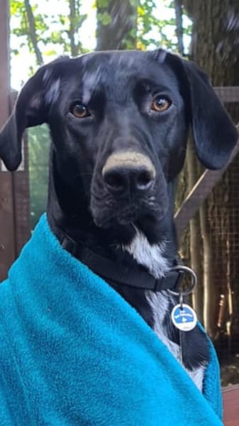 Pizzy/Shadow  sucht ein neues Zuhause