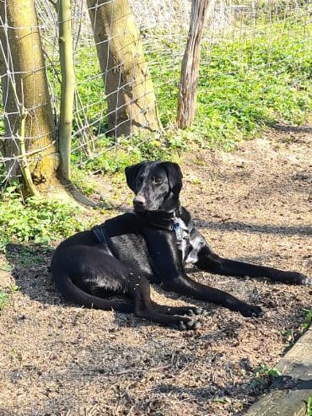 Pizzy/Shadow  sucht ein neues Zuhause