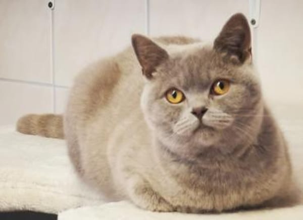 Tomitza, verschmuster Kater