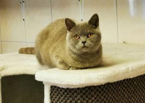 Tomitza, verschmuster Kater