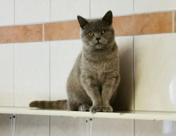 Tomitza, verschmuster Kater