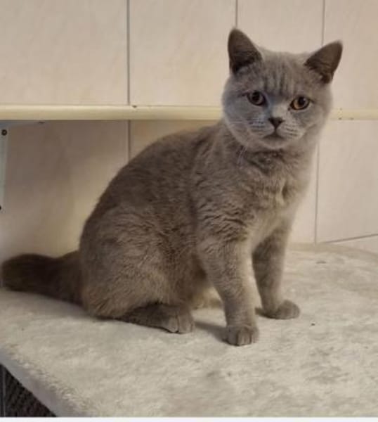 Tomitza, verschmuster Kater