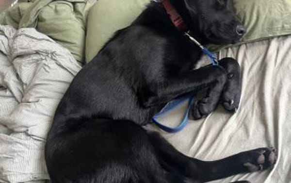 Cleverer Max will aufs Land