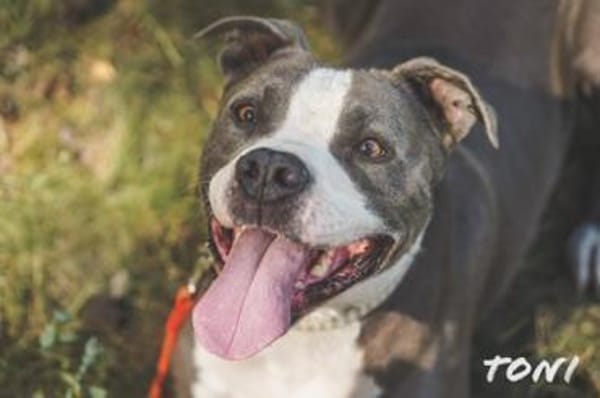 Tony, Kraftpaket su. Kenner