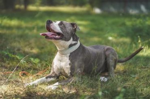 Tony, Kraftpaket su. Kenner