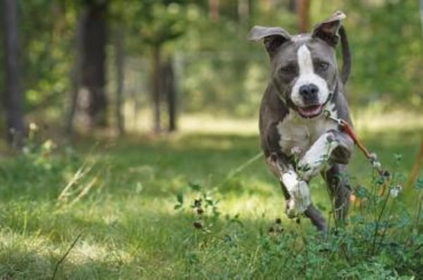 Tony, Kraftpaket su. Kenner