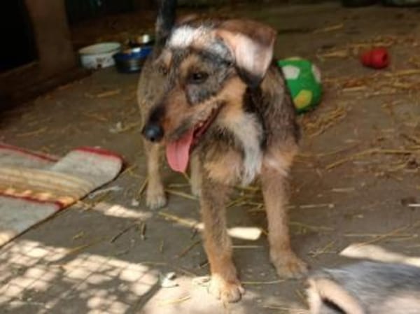 Liebenswerte Rica wartet