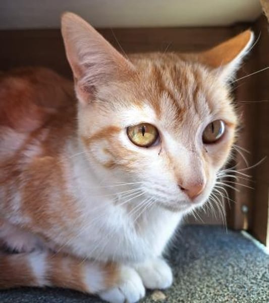 Sanftes Katzenmädchen Evora