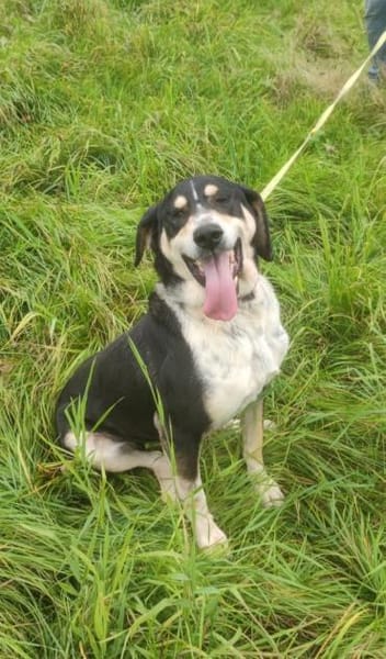 Kyro - fröhlich und aktiv