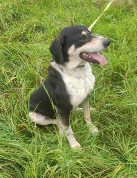 Kyro - fröhlich und aktiv