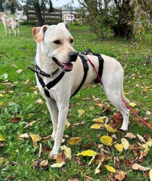 Mirko auf Pflegestelle in Thüringen