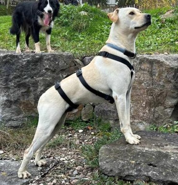 Mirko auf Pflegestelle in Thüringen