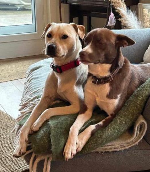 Mirko auf Pflegestelle in Thüringen