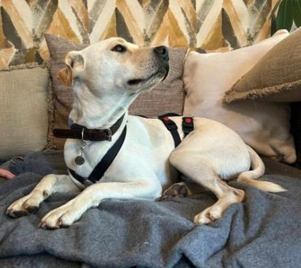 Mirko auf Pflegestelle in Thüringen