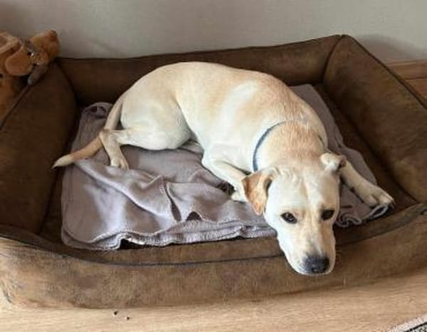 Mirko auf Pflegestelle in Thüringen