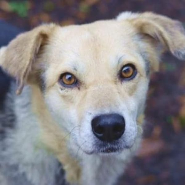 HILDE 2 braucht dringend unsere Hilfe