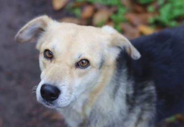 HILDE 2 braucht dringend unsere Hilfe