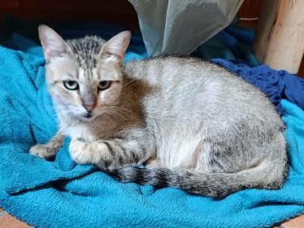 Chiara, junge Sizilianerin nun in D