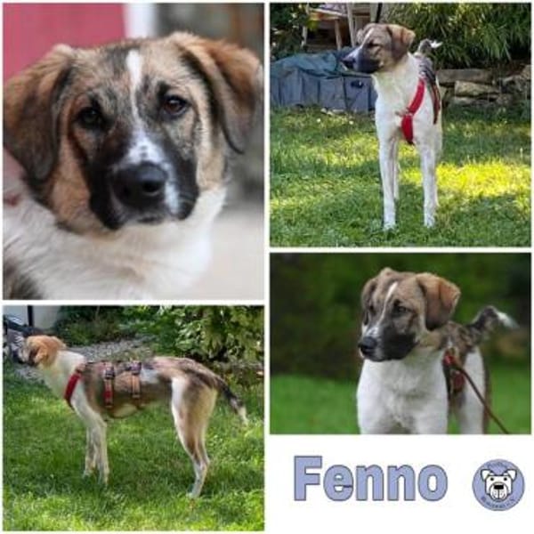 FENNO -rundum toller Junghund-