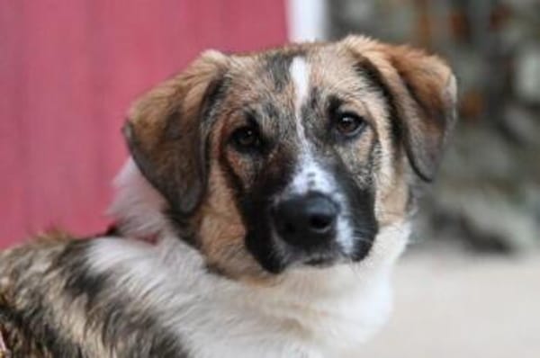 FENNO -rundum toller Junghund-