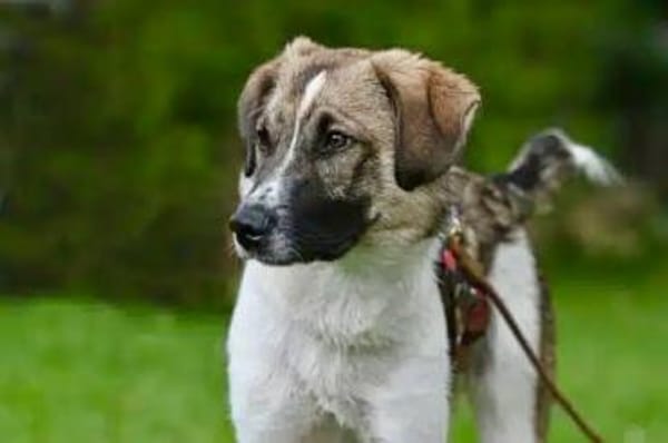 FENNO -rundum toller Junghund-