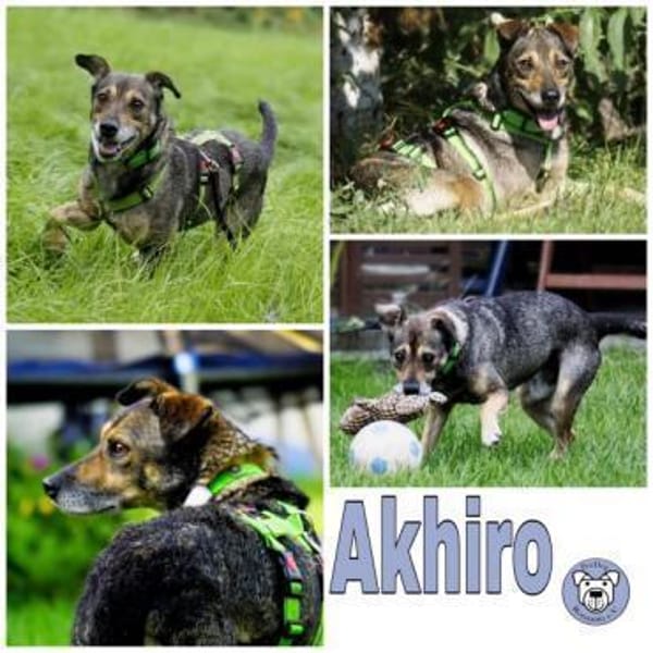 AKHIRO * drollig liebevoll vorsichtig