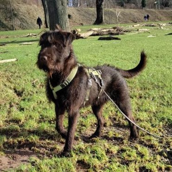 Deutsch Drahthaar-Shar Pei-Mischling