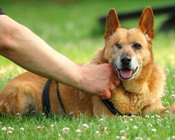 Bertha sucht Menschen mit Bollerwagen