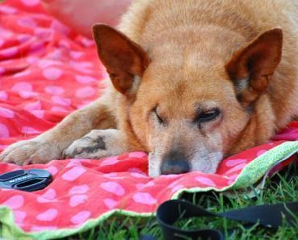 Bertha sucht Menschen mit Bollerwagen