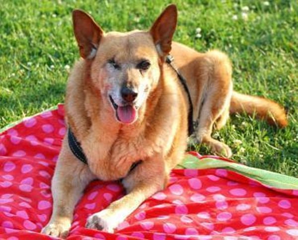 Bertha sucht Menschen mit Bollerwagen