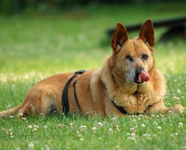Bertha sucht Menschen mit Bollerwagen