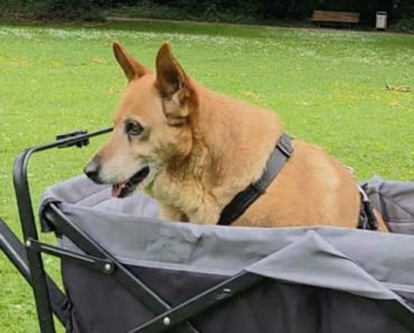 Bertha sucht Menschen mit Bollerwagen