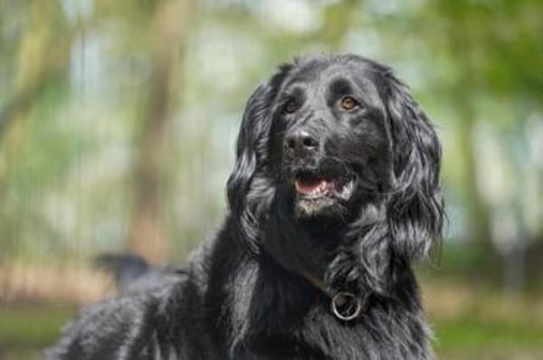 Prinz su. hundeerfahrene Besitzer