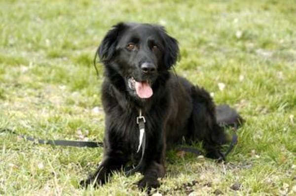 Prinz su. hundeerfahrene Besitzer