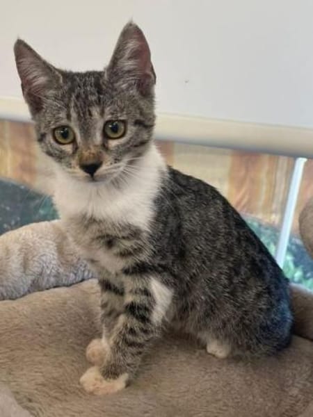 Liebevolle junge Katzen Chiara und Cora