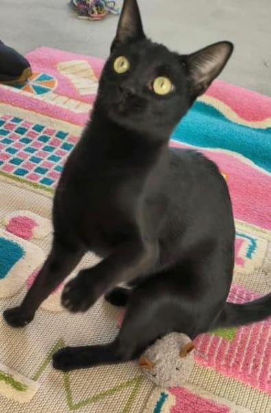 Elli, die schwarze Schönheit