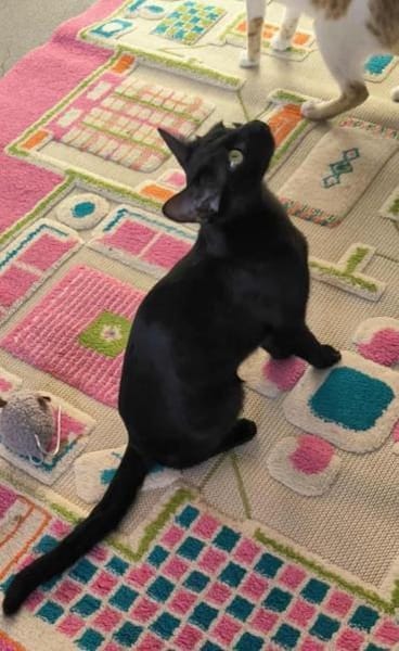 Elli, die schwarze Schönheit