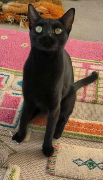 Elli, die schwarze Schönheit