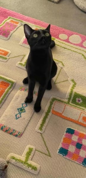 Elli, die schwarze Schönheit