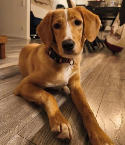 PALOMA 😍 sucht ein Zuhause