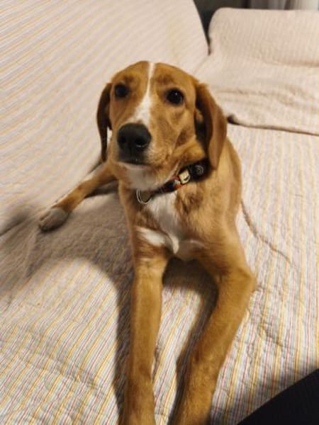 PALOMA 😍 sucht ein Zuhause