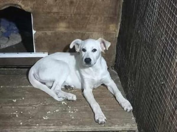 wer gibt Sunny ein Zuhause?