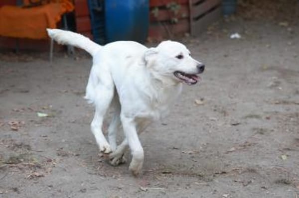 wer gibt Sunny ein Zuhause?