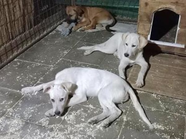 wer gibt Sunny ein Zuhause?