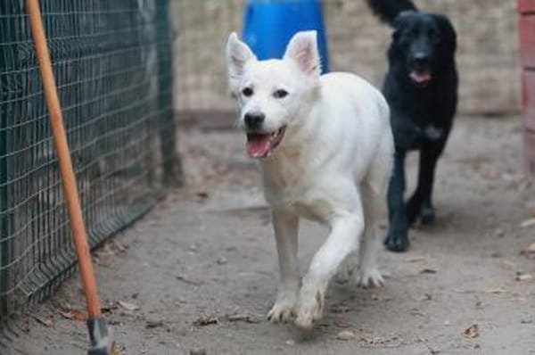 wer gibt Sunny ein Zuhause?