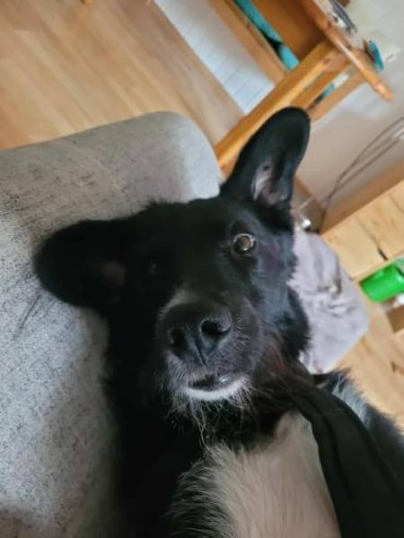 LOGAN sucht ein neues Zuhause