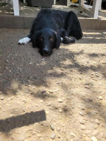 LOGAN sucht ein neues Zuhause