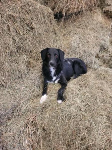 LOGAN sucht ein neues Zuhause