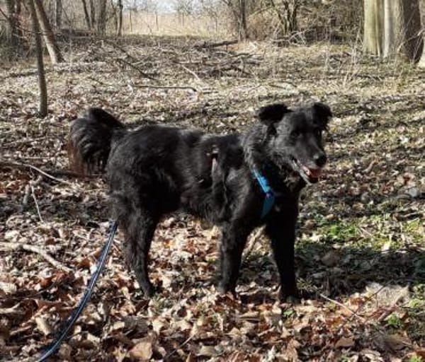 KNOPF ** liebenswerter Senior